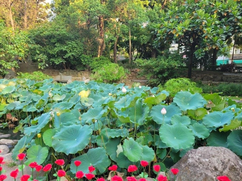 LINE_ALBUM_1110728新北投地熱谷公園景觀再造落成啟用典禮_220729_156