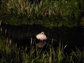 200919-2020悠遊月光下-中秋團圓夜_200922_39