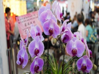 台北地下街歡樂FUN暑假親子逗陣來看戲_180616_0001