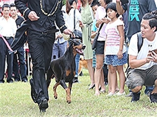 士林商圈名犬走秀吸睛